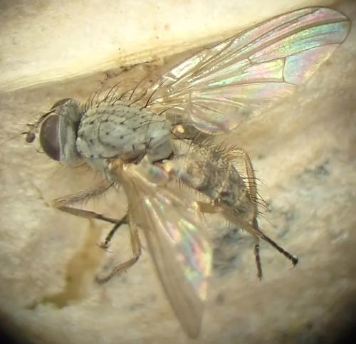 Réf. 350 782 : Pegomya sp.